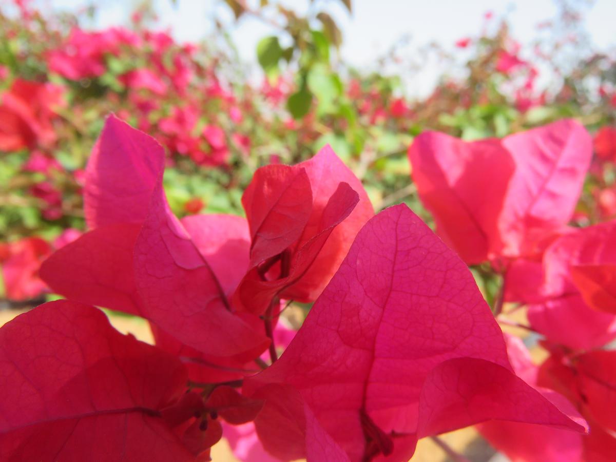 Bermuda Villas Holiday Home Ras al-Khaimah Værelse billede